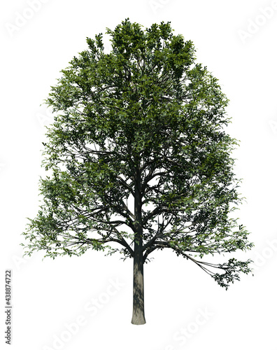 Alder tree 3D render isolated on white background