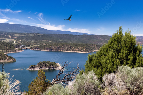 Eagle at Flaming Gorge Dam