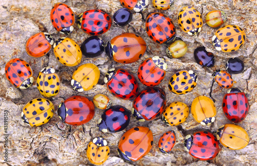 Ladybugs (ladybirds) (Coleoptera: Coccinellidae). Adults. Color biodiversity of ladybirds on green leaf