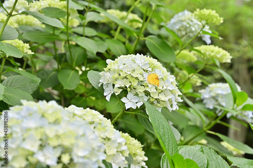 四国香川県の紫陽花アジサイ