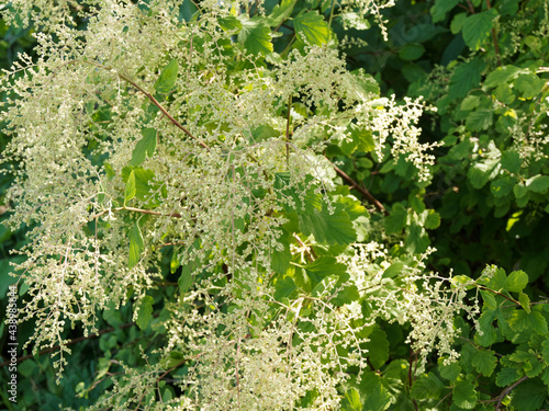 (Holodiscus discolor) Holodisque discolore aux rameaux brun-violet, minces et courbés portant de grandes gerbes de fleurs pendantes blanc crème entouré d'un feuillage dense vert