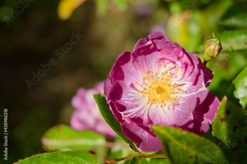 Rosa Veilchenblau con fondo desenfocado