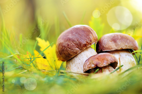 White mushrooms in the woods, on a background of leaves.