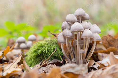 a lot of mushrooms paneolus bluish plumper among moss and fallen oak leaves in the autumn forest (Panaeolus cyanescens). Wild hallucinogenic mushrooms.