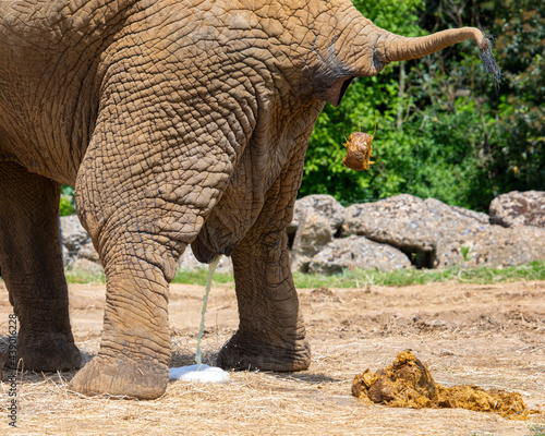 An Elephant Going to the Toilet