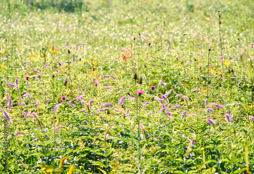 日光の山間の湿原に秋が忍び寄る。小田代原の花々が夏の盛りを迎えている。