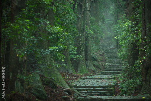 和歌山県 大門坂 新緑