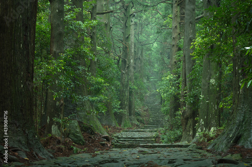 和歌山県 大門坂 新緑