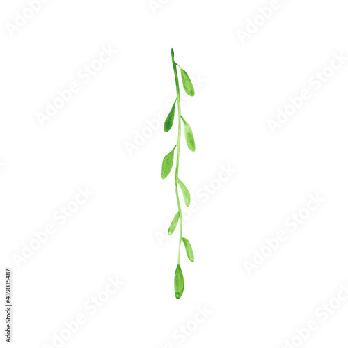 Green watercolor liana isolated on a white background. Hand-drawn creeper branch clipart. Tropical plant illustration. Greenery object. Exotic leaves print. Bright floral element. Jungle liana.