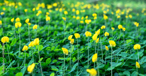 Fields of pinto peanut with blooming yellow flowers and green leaves, selective focus