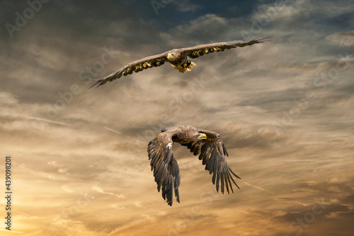 Two European sea eagles flying in a brown and yellow dramatic sky. Birds of prey in flight. Flying birds of prey during a hunt