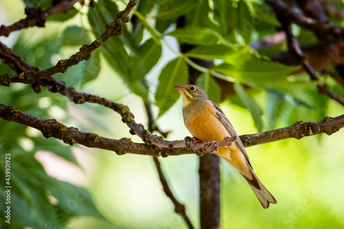 Śpiewający ortolan na gałęzi drzewa. Ptak wśród liści i gałęzi. Niewielki, kolorowy ptak