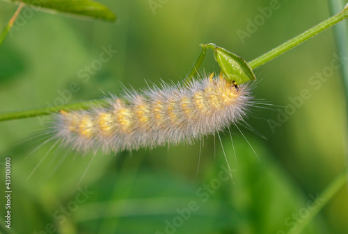 Salt marsh moth (Estigmene acrea) caterpillar feeding on grass in tidal marsh, Galveston, Texas, USA.