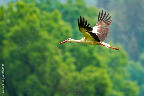 White stork flying