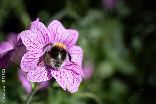 Bumblebee collecting nectar and pollinating a pink Geranium endressi 'Wargrave Pink' flower in the summer sun. Blurred green background