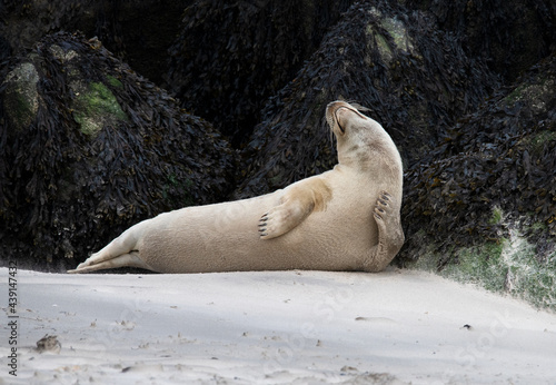 Helgoland seehund tier animal seal kratzen scratching lustig funny sand beach strand felsen strecken stretch hals nacken neck meer ocean sea