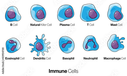 Cells of innate and adaptive immune system, Natural killer, dendritic, B and T cell, Basophil, neutrophil, plasma, goblet, M cell, apoptotic, muscle, macrophage, mast cell, 