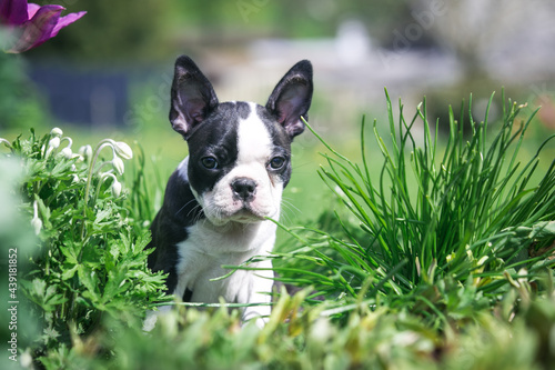 Boston terrier posing in the park outside. Dog in green grass and flowers around. Puppy in kennel with pedigree 