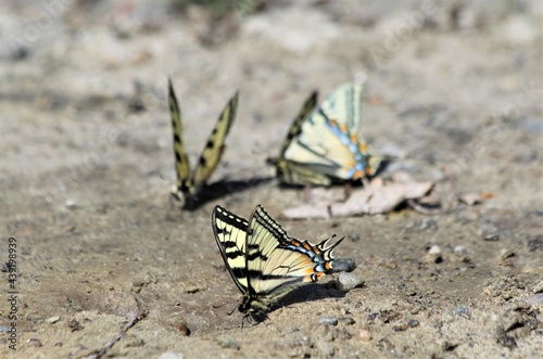 Canadian Tiger Swallowtail (Papilio canadensis) butterfly on mud in Alaska. 