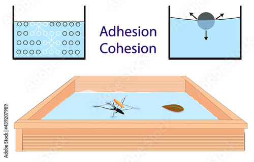adhesion, cohesion for physics lesson