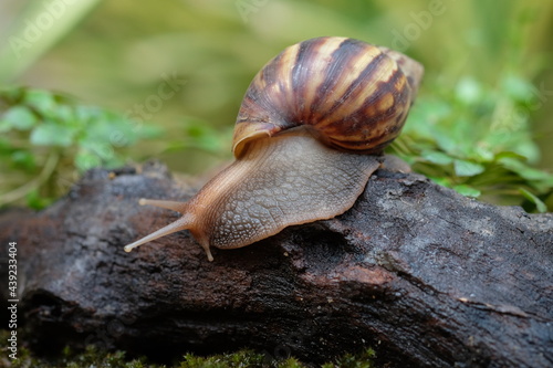 Snail animal life crawling on the wood with grass eat some food and green background.