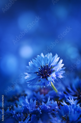 Beautiful macro shot flower of cornflower against blue background.