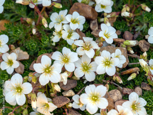 White mossy saxifrage flowers in a rockery