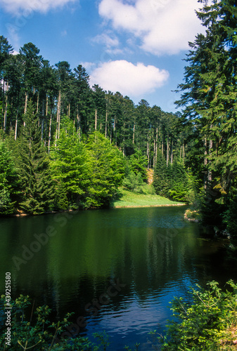 Epicéa commun, Picea abies, site Natura 2000, Parc naturel régional des Ballons des Vosges, Belbriette, Vosges, 88