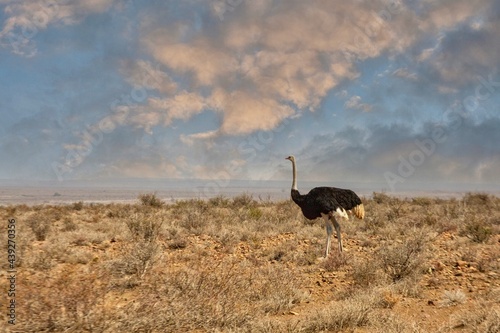 Male ostrich walking n the Karoo, South Africa