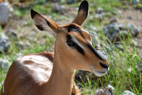 impala (aepyceros melampus) close-up