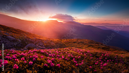 Fantastic coloful summer sunset with rhododendron flowers. Awesome alpine highlands with blossoming rhododendron flowers with dramatic sky..Vibrant nature background. scenic photo of wild nature.