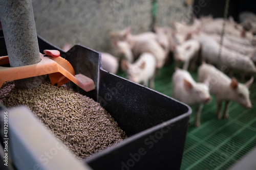 Close up view of pig feed granules and piglets in background.