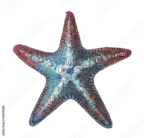 Hand drawn sea starfish isolated