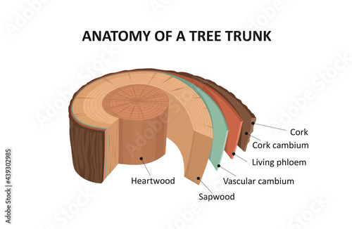 Anatomy of a tree trunk.