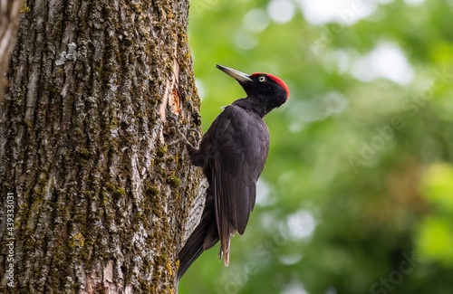 A black woodpecker on the trunk of an oak