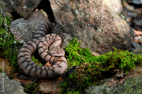 Aspisviper (Vipera aspis aspis) - Schwarzwald // Asp viper (Vipera aspis aspis) - south Germany