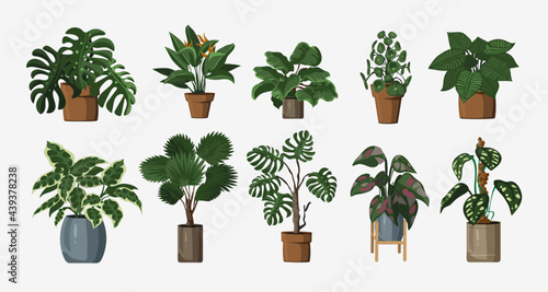 Set of vector detailed house or office plant for interior design and decoration.Tropical and Mediterranean plant for interior decor of home or office