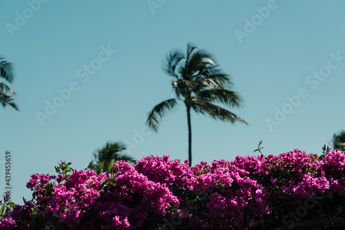 Coconut palm tree , Bougainvillea glabra, the lesser bougainvillea or paperflower, is the most common species of bougainvillea used for bonsai. Diamond Head Beach Park,Honolulu, Oahu, Hawaii