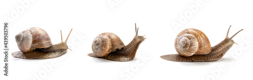 three garden snail isolated on a white background