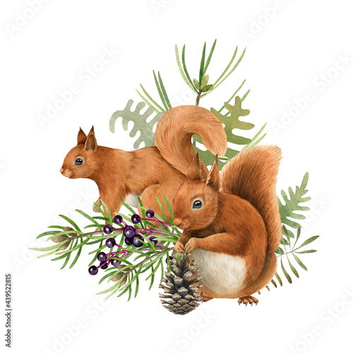 Red squirrel animal and herbs. Watercolor hand drawn illustration. Funny rodent with pine, elderberry, firn winter christmas decor element. White background. Funny squirrel and pine winter decoration