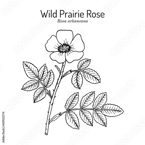 Wild prairie rose Rosa arkansana , ornamental plant