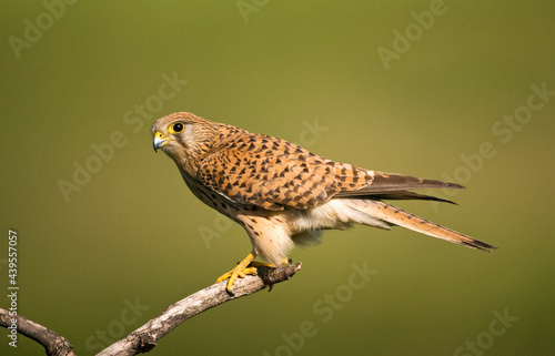 Torenvalk, Common Kestrel, Falco tinnunculus