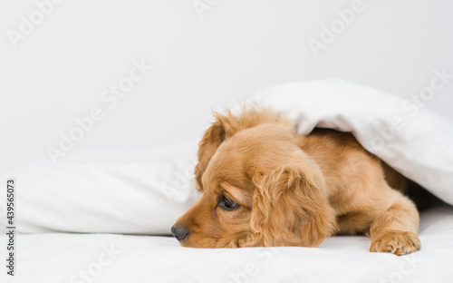 Sad English Cocker spaniel puppy lying under white warm blanket on a bed at home. Empty space for text