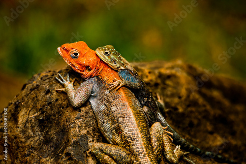 Agama male and female lizard 