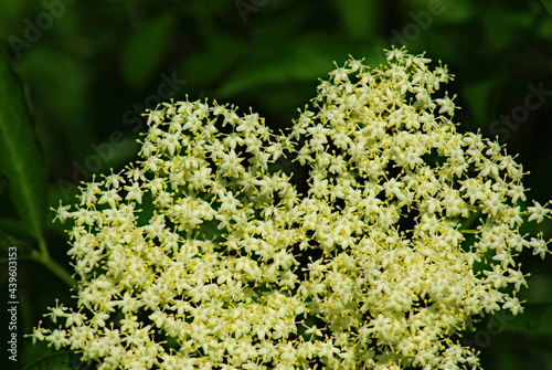 Kwiat ( kwiatostan) bzu czarnego (Sambucus nigra L.).