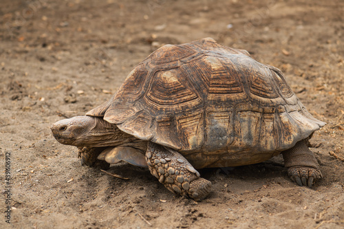 African Spurred Tortoise - Centrochelys sulcata, large tortoise from African bushes, woodlands and grasslands, lake Langano, Ethiopia.