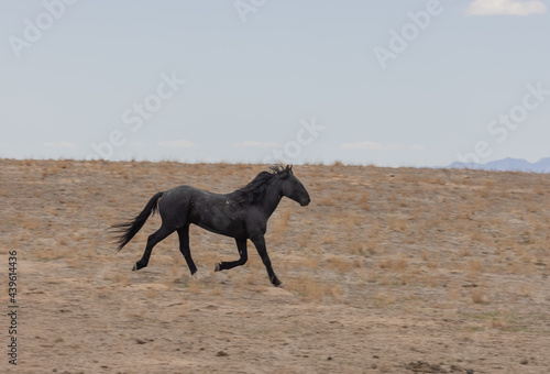 Wild horse in Spring in the Utah Desert