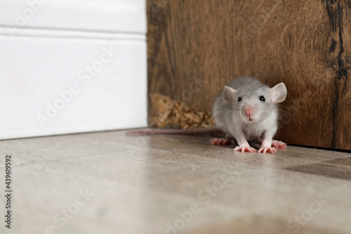 Grey rat near wooden wall on floor. Pest control