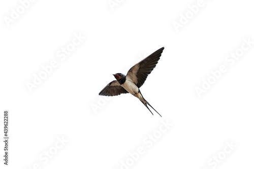 swallow isolated on white background