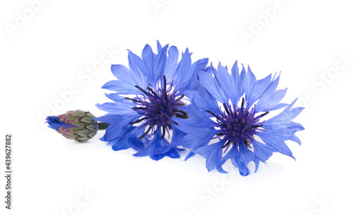 Beautiful light blue cornflowers isolated on white